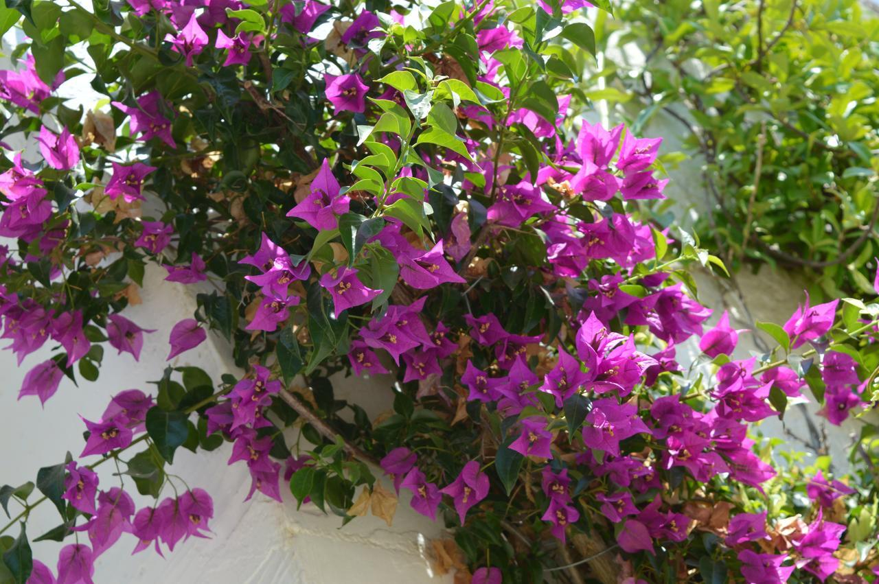 The Proud Garden Bed & Breakfast Каровиньо Екстериор снимка